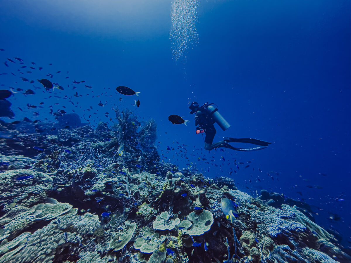 Diving di Kepulauan Togean